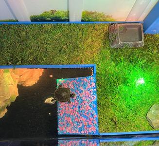 Wasserschildkröten Insel