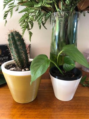Simple Self-Watering Pot (and cactus modification)