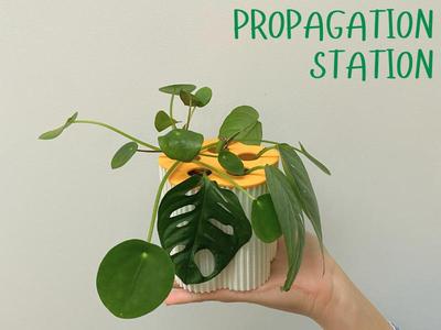 Flower-Shaped Plant Propagation Pot