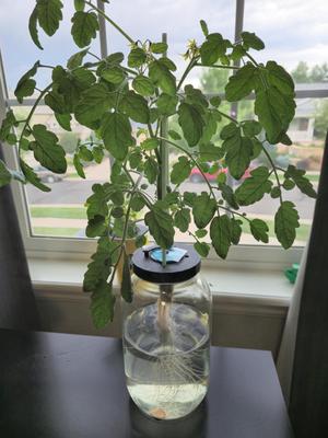Hydroponics Net Cup 3.5in Bottle/Jar Adapter