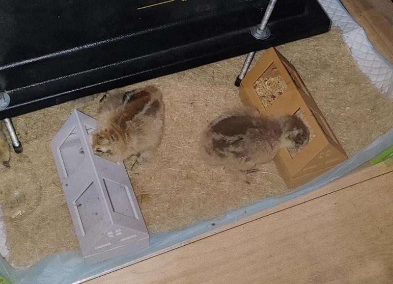 baby chick feeder remix