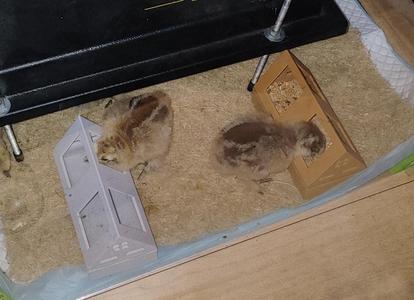 baby chick feeder remix