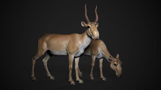 Saiga - 3D Sculpting - High Poly