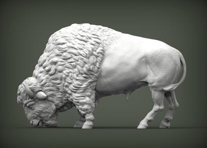 Bison