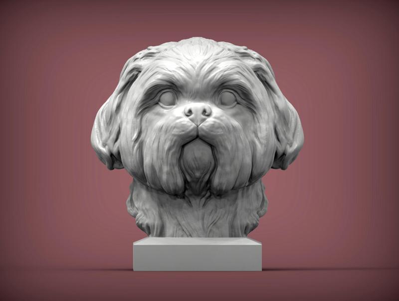 British Shih Tzu