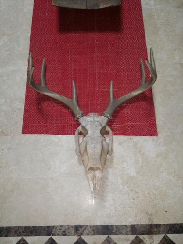 DEER SKULL large and normal size