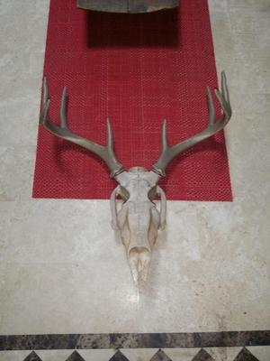 DEER SKULL large and normal size