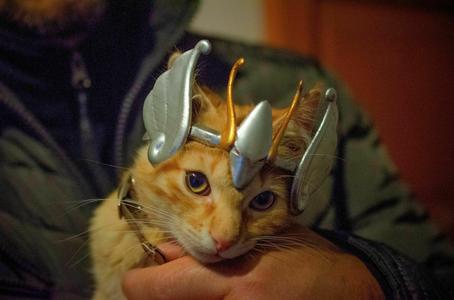 Seiya Cat - Helmet