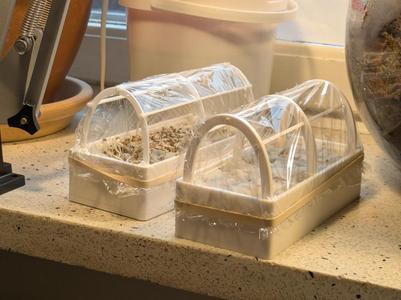 Micro greenhouse - hydroponic, no soil!