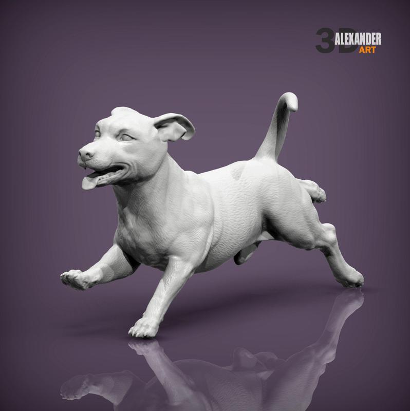 Jack russell terrier running
