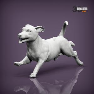 Jack russell terrier running