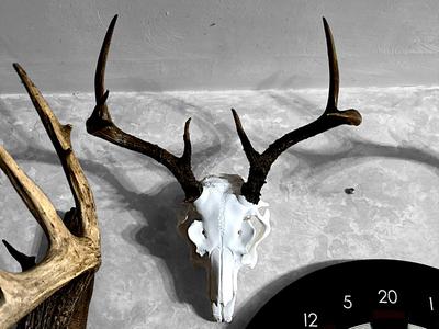 Jackalope Skull - Real and 3dPrinted Antler Mount