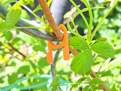 Plant clips 