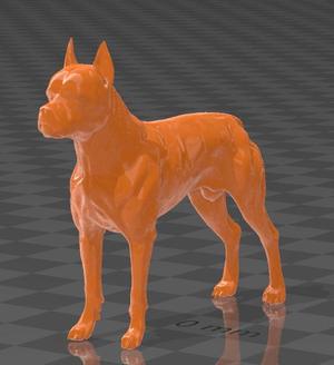 Perro Boxer