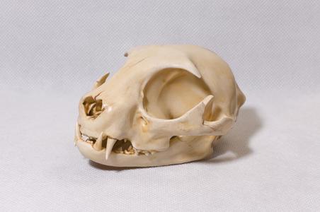Cat Skull Sculpture
