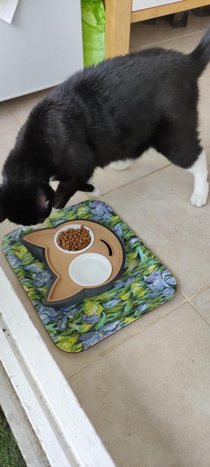 Cat bowl