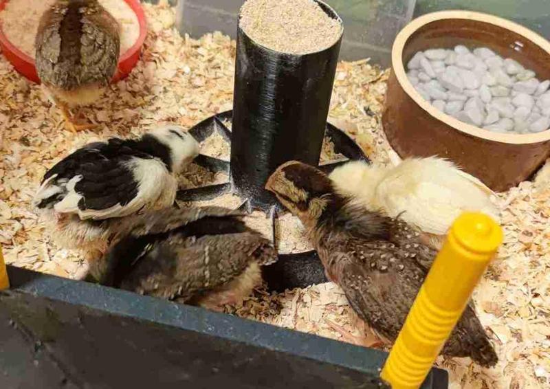 Chicken feeder