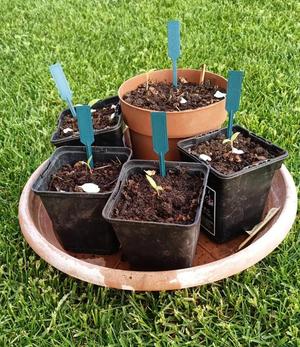 Seedling lables