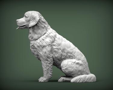 Golden retriever