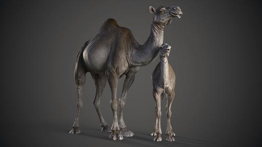 Dromedary Camels – 3D Sculpting – High Poly