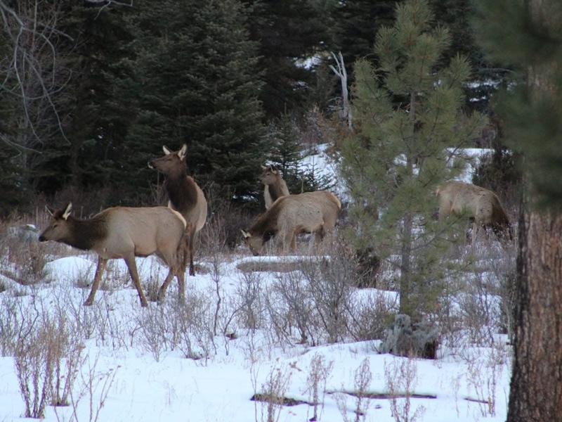 Lithophane Elk