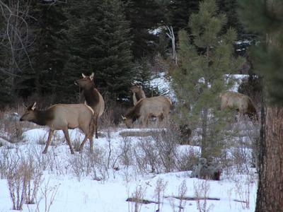 Lithophane Elk