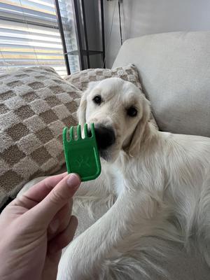 Dog Scratcher