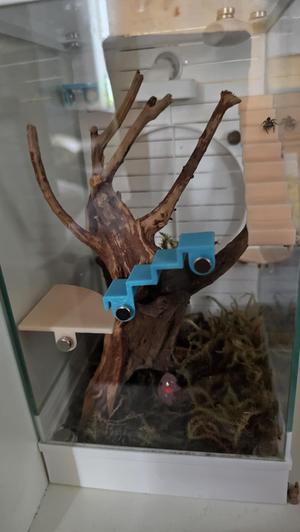Spider Habitat Stair & Platform Accessories