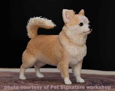 Chihuahua long-hired