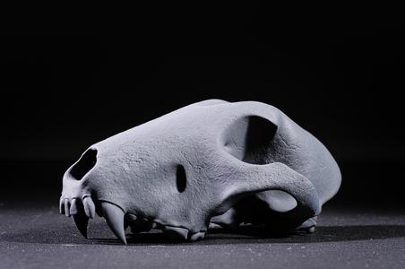 Bull Terrier Skull