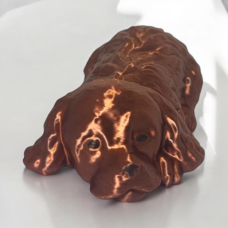 Cocker spaniel sleeping