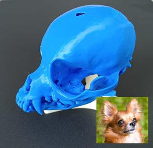 Dog skull (Chihuahua) from scan