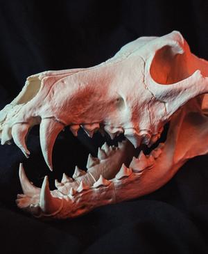 Wolf Skull (Canis Lupus)