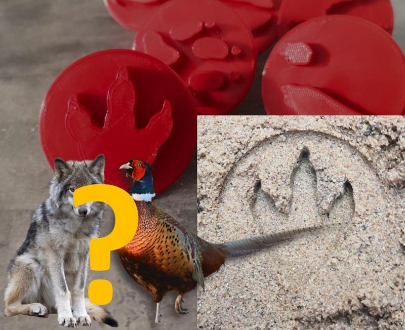 Animal footprints stamps for kids