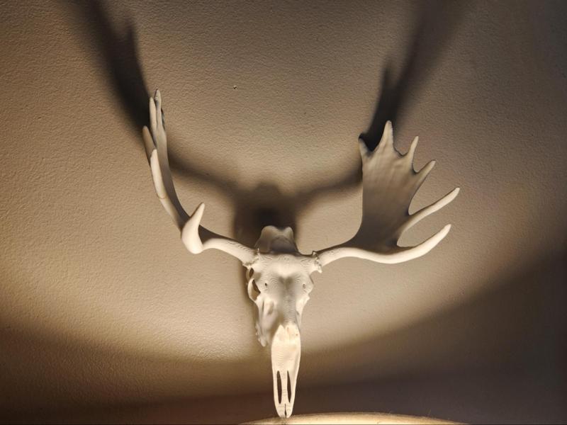 "Moose 2.0" Skull