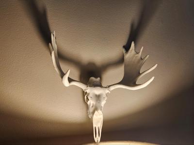 "Moose 2.0" Skull