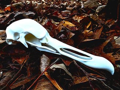 "Turkey Vulture" Skull