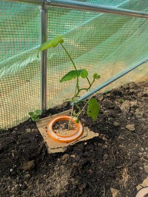 Snail and slug ring, Schneckenkragen for greenhouses