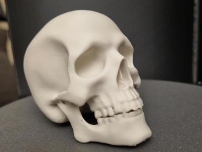 Skeleton Skull