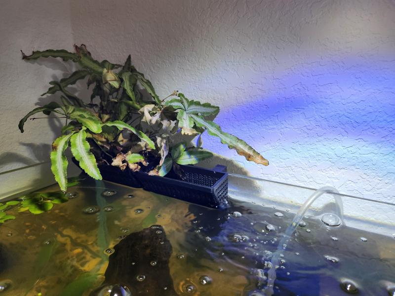 Simple aquarium planter basket