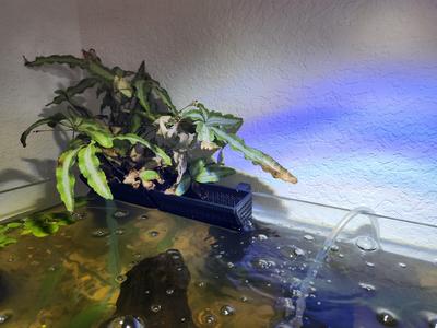 Simple aquarium planter basket