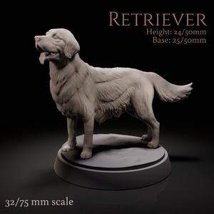Retriever dog