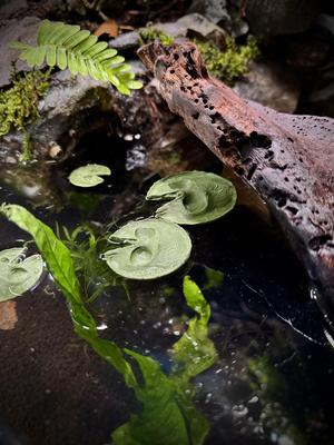 Skull lilly pad