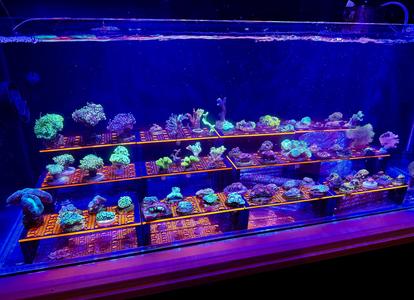 Frag Rack - Coral Frag Rack (NEW Update 04/2025)