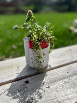 Hands Free Self-Watering Plant Pot 