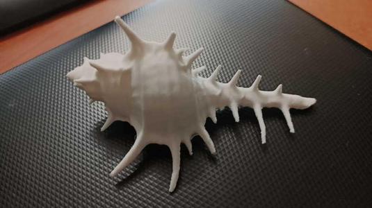 Seashell 