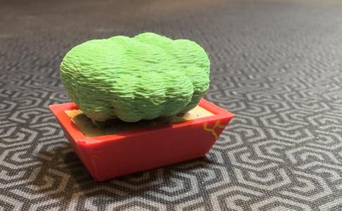 Miniature Bonsai