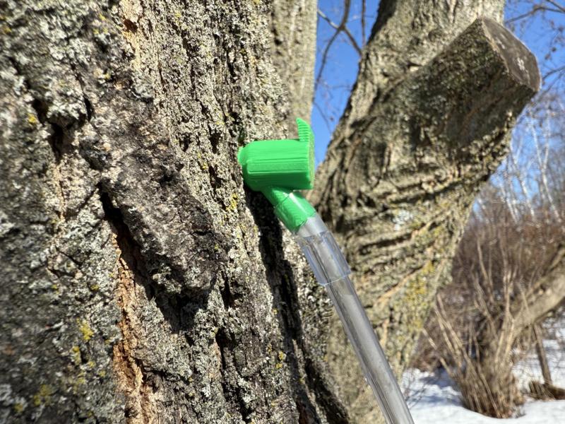 Maple tree tap