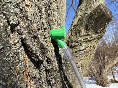 Maple tree tap