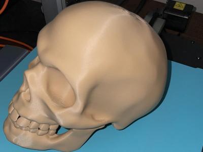 Human Deco Skull